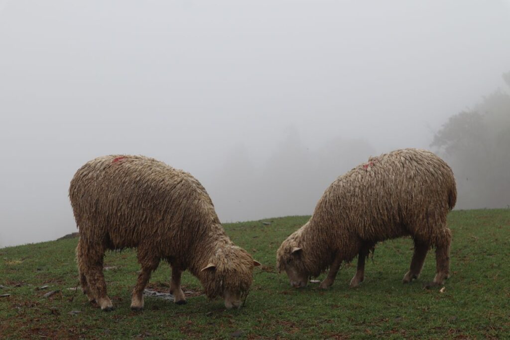 Serene scene of sheep grazing in a fog-covered field, capturing tranquil rural life.