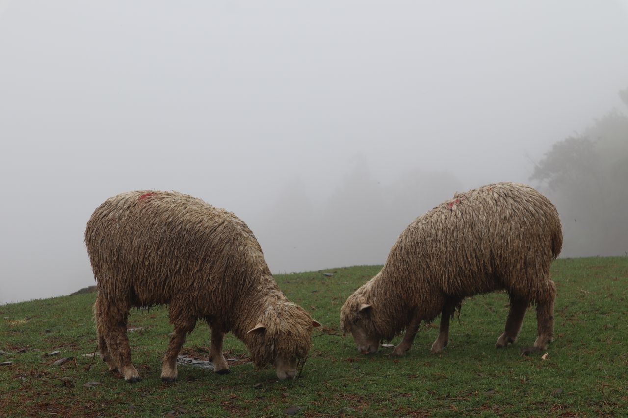 Serene scene of sheep grazing in a fog-covered field, capturing tranquil rural life.