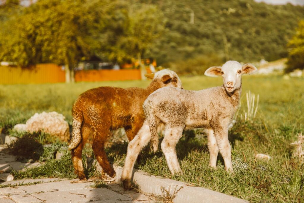 Two lambs standing on green grass in a scenic outdoor setting, captured in daylight.