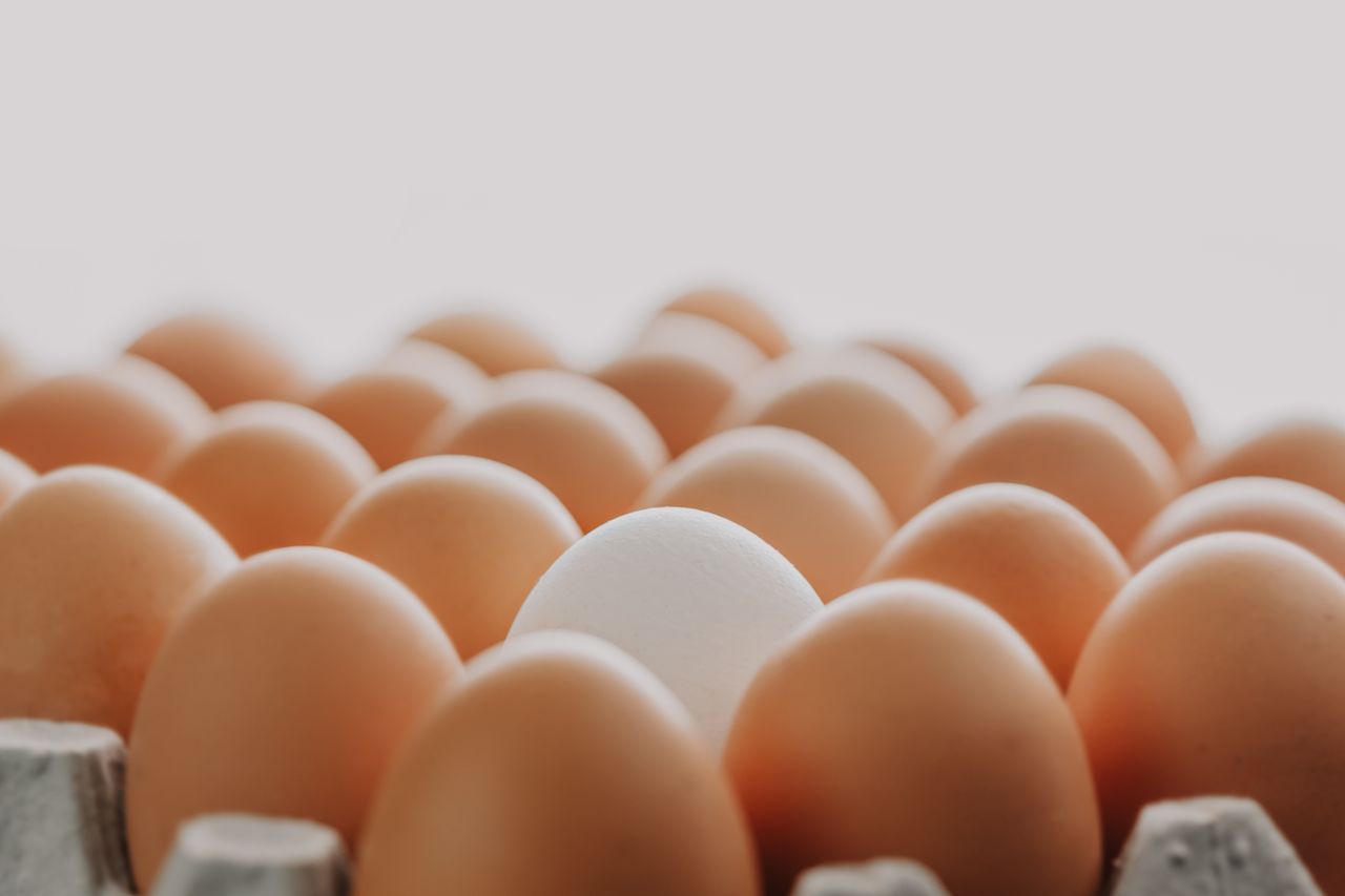 A carton of brown eggs featuring one distinct white egg, highlighting uniqueness.