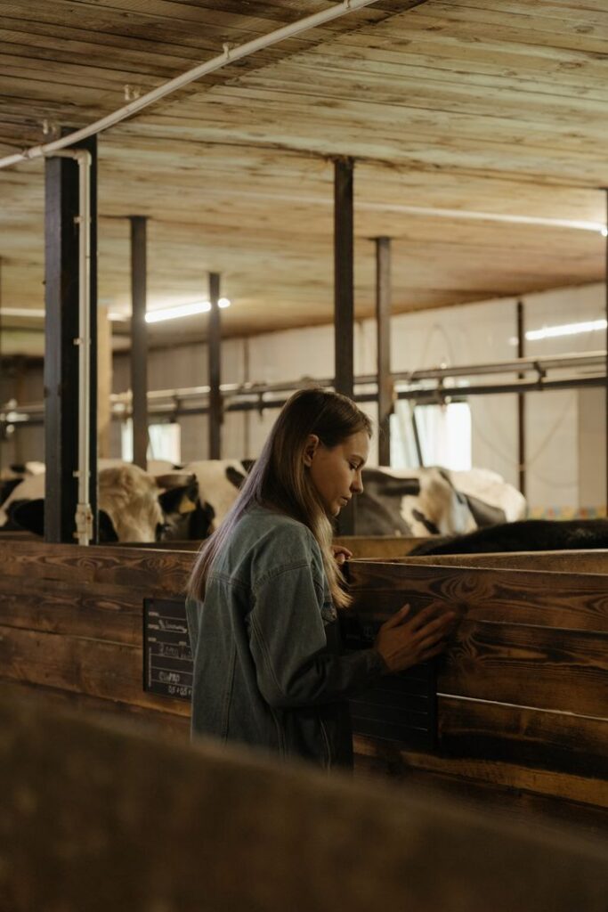 A young woman interacts with cows inside a barn, showcasing rural farming life and livestock care.